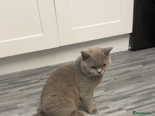 British Shorthair cats Two British shorthairs lilac male chocolate female - Advert 1