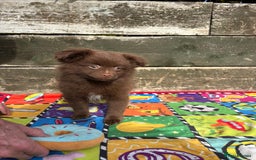 Pomeranian dogs for sale: Beautiful Pomeranian puppy’s 2 girls 1 boy.  - Image 7