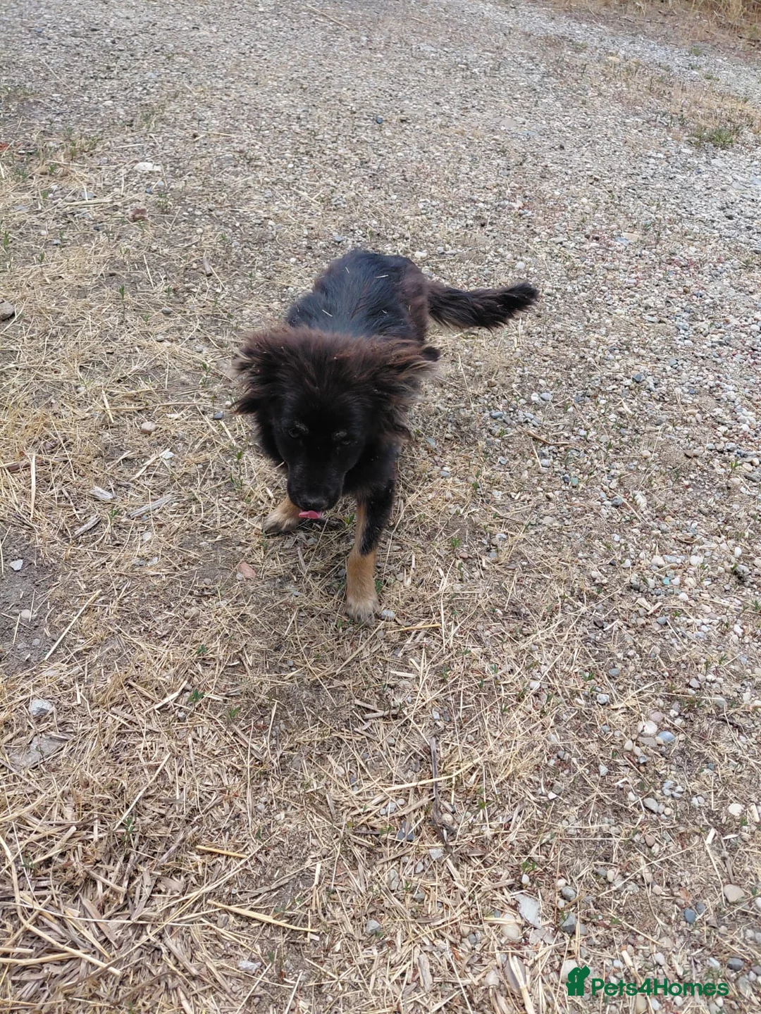 Mixed Breed dogs for adoption: ROBY, a superb puppy boy - for a Loving Home  - Advert 6