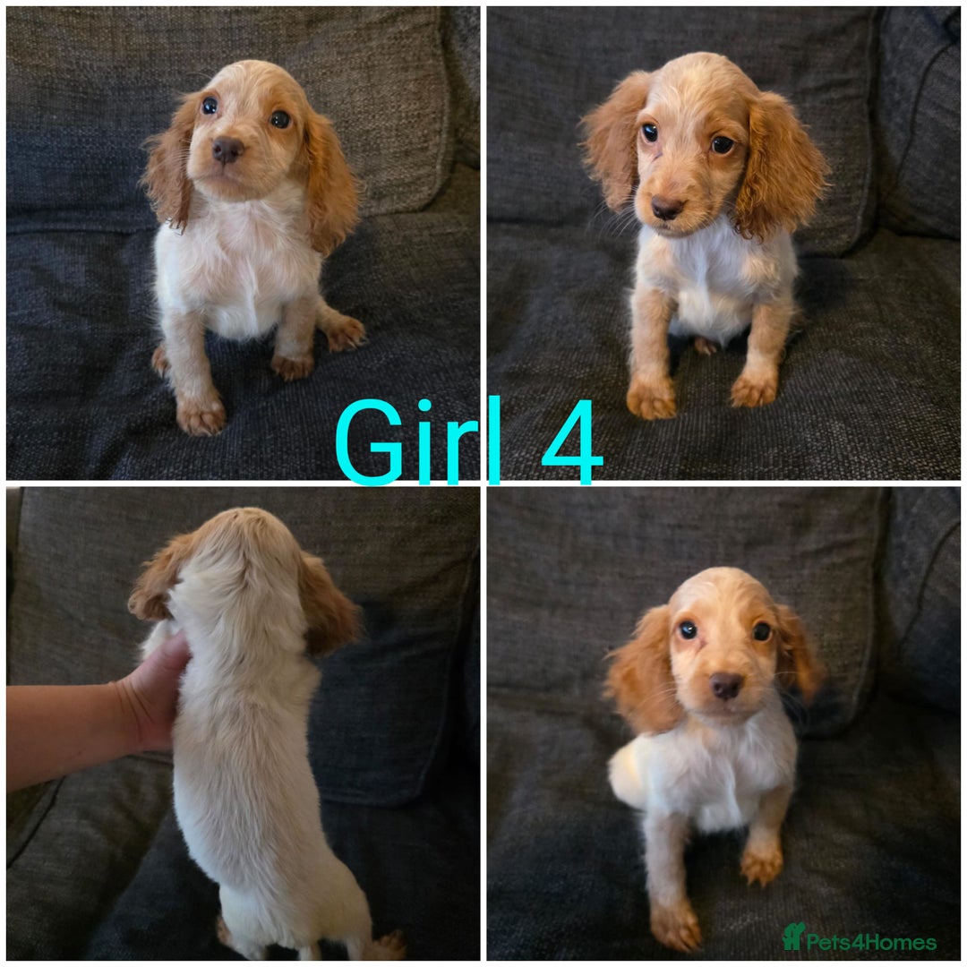 Cocker Spaniel dogs for sale: READY NOW working cocker spaniel pups - Image 6