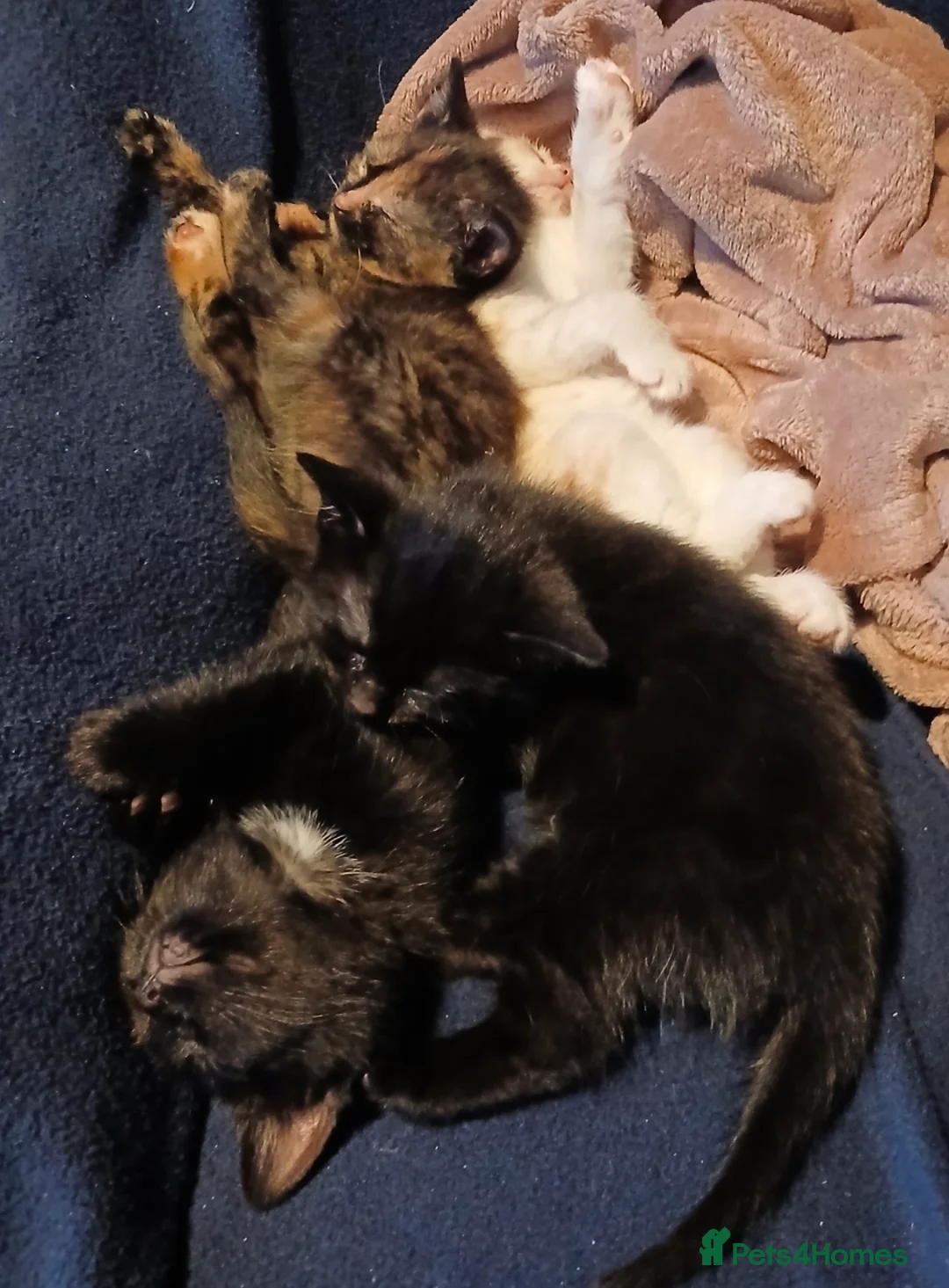 Mixed Breed cats for sale: 3 Female Kittens  - Advert 4