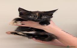 Maine Coon cats for sale: 4 Maine Coon / Ragdoll kittens - Image 5