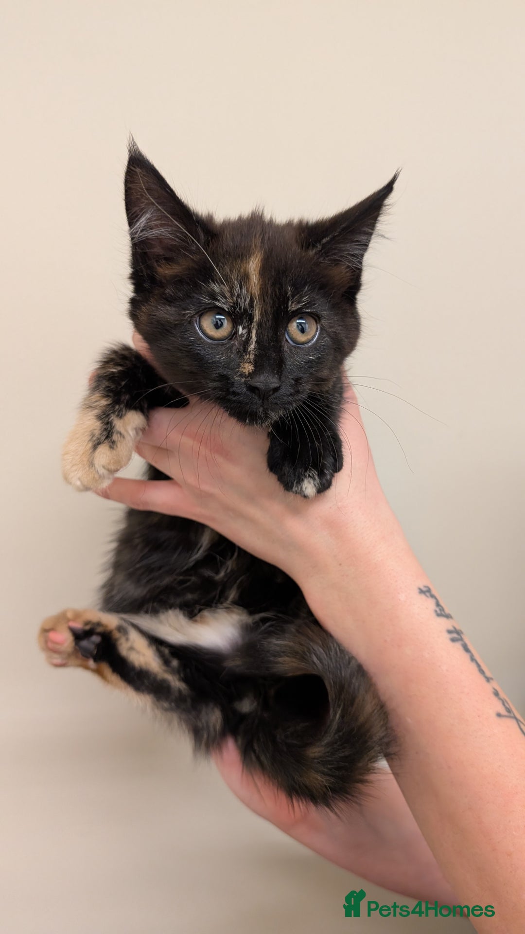 Maine Coon cats for sale: 4 Maine Coon / Ragdoll kittens - Image 5