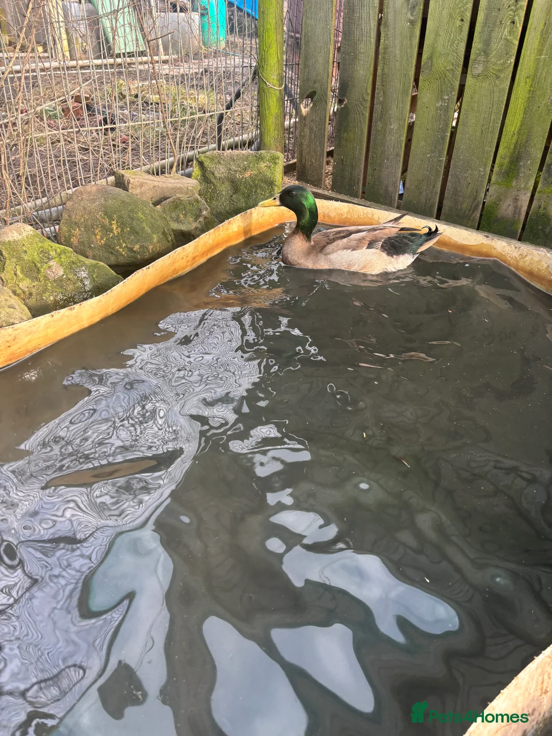 Ducks poultry for sale: 2 male ducks  - Advert 2