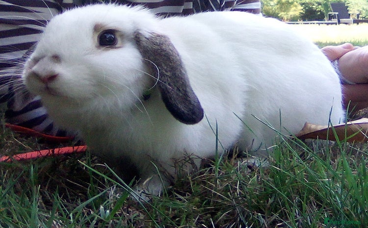 Mini Lop rabbits - Advert 2