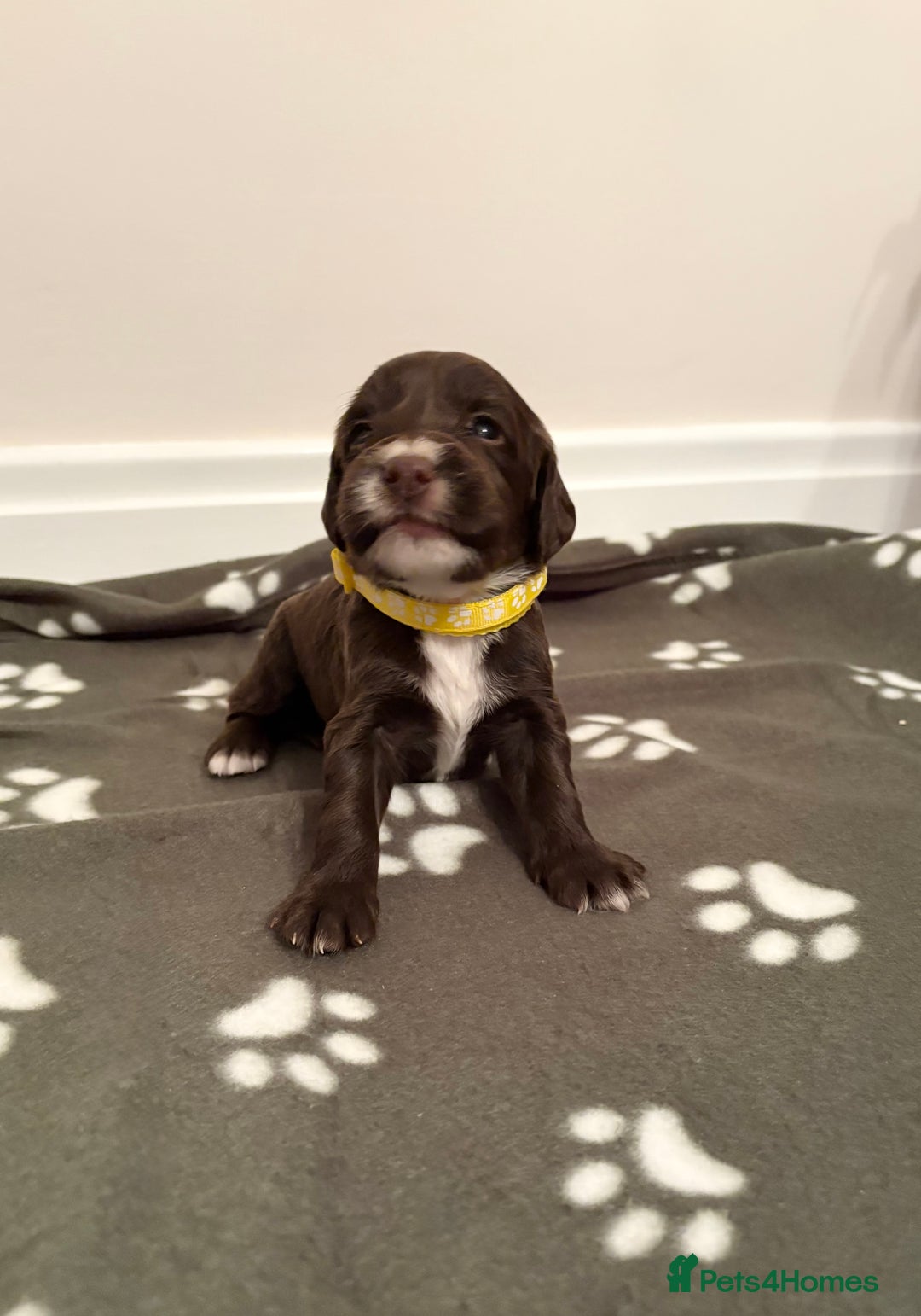 Cocker Spaniel dogs for sale: Stunning Chocolate KC cocker puppies - Advert 16