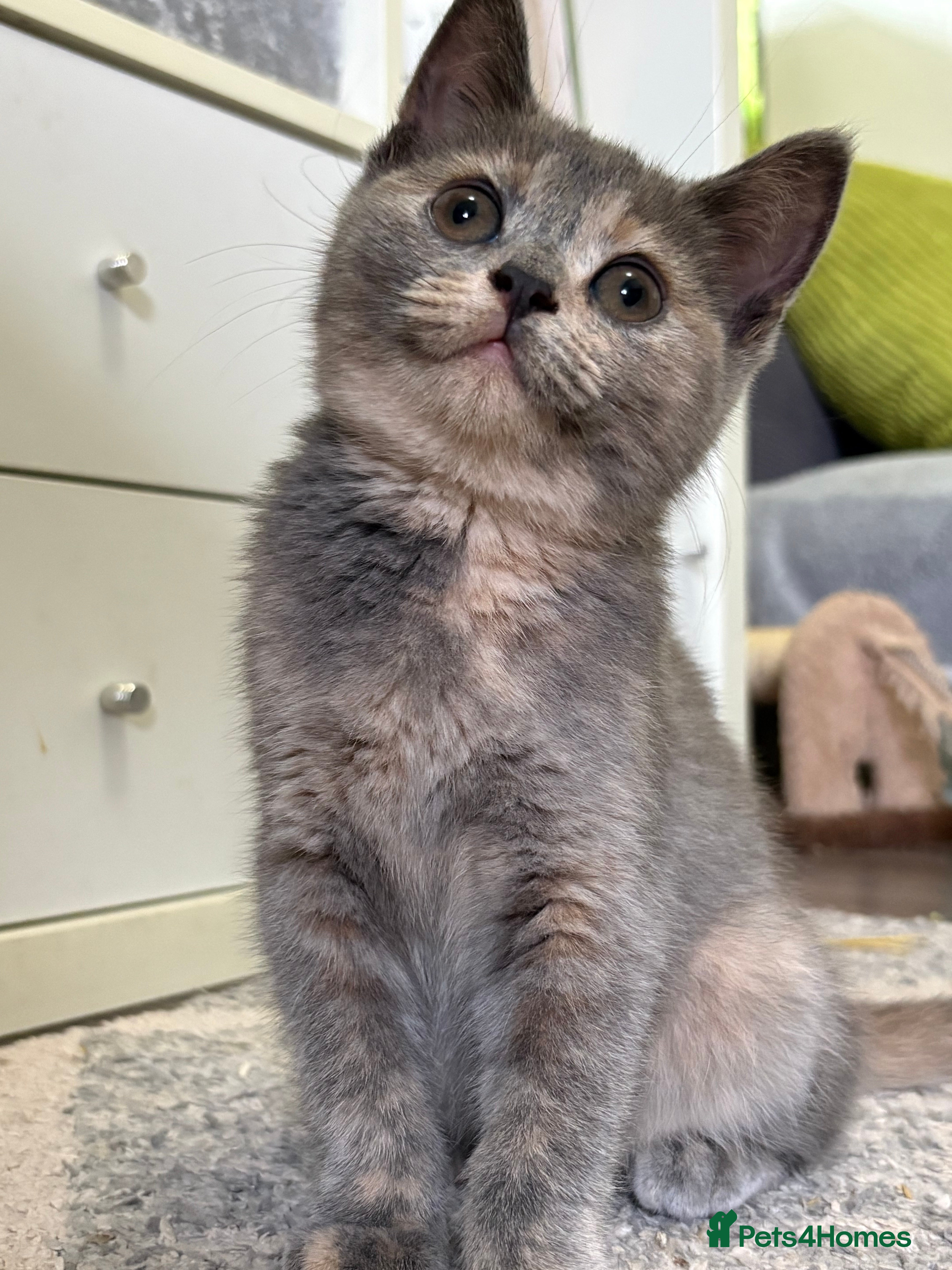 British Shorthair cats British shorthair kittens  - Advert 5