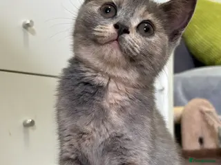 British Shorthair cats British shorthair kittens - Advert 5