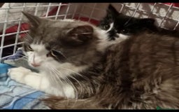 Mixed Breed cats for sale: Rescued kittens ***READ ADVERT*** - Advert 3