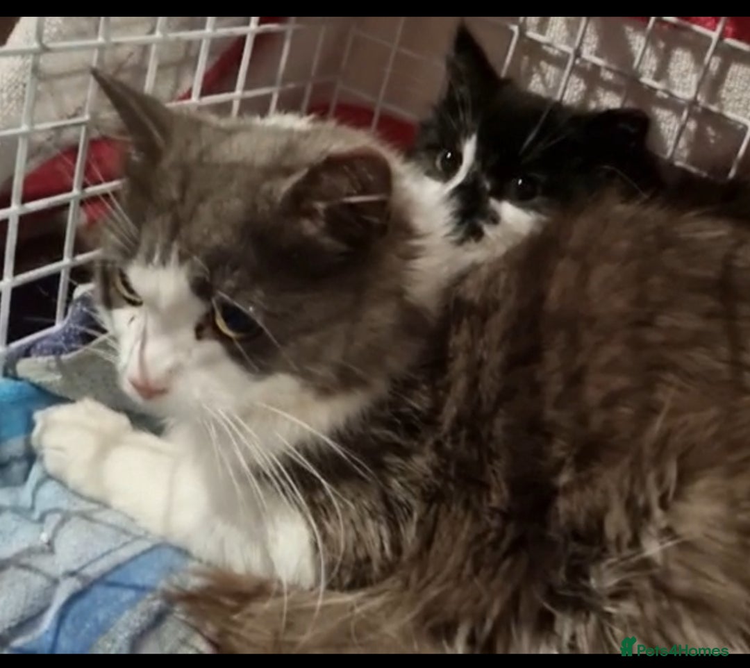 Mixed Breed cats for sale: Rescued kittens ***READ ADVERT*** - Advert 3