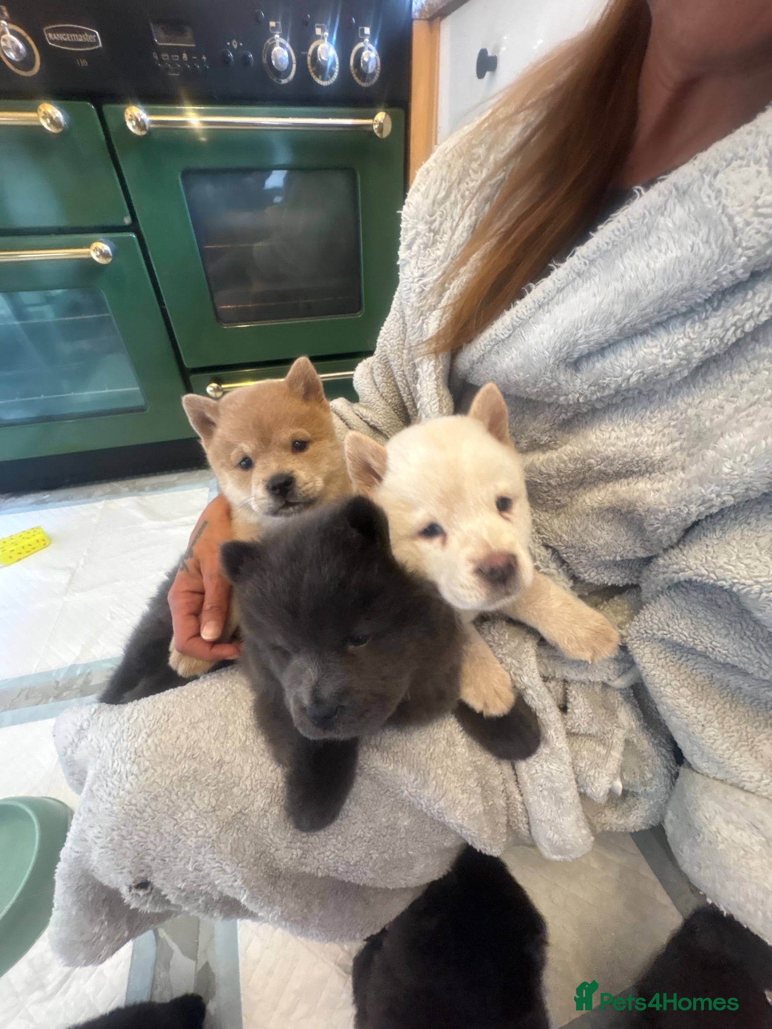 Chow Chow dogs Ready to leave in days ! 🩷🩷🩷💙🩷🩷🩷 - Advert 8