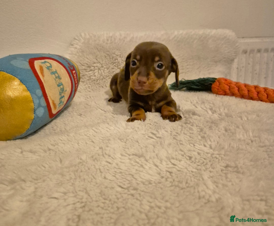 Miniature Dachshund dogs for sale: ❤️ 🐕 Miniature Dachshunds  - Image 13
