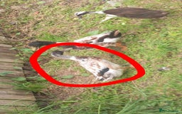 Ducks poultry for sale: Male welsh harliquin and female runner duck. - Image 1