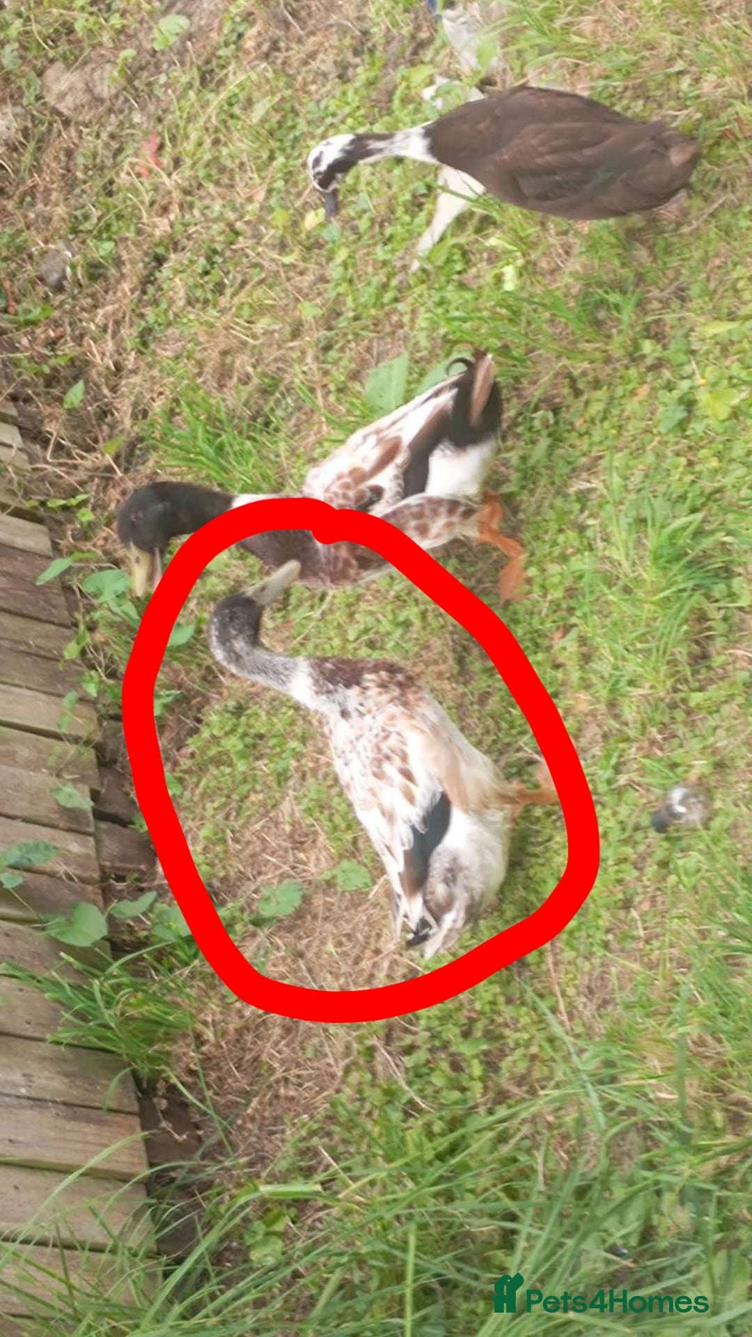 Ducks poultry for sale: Male welsh harliquin and female runner duck. - Image 1