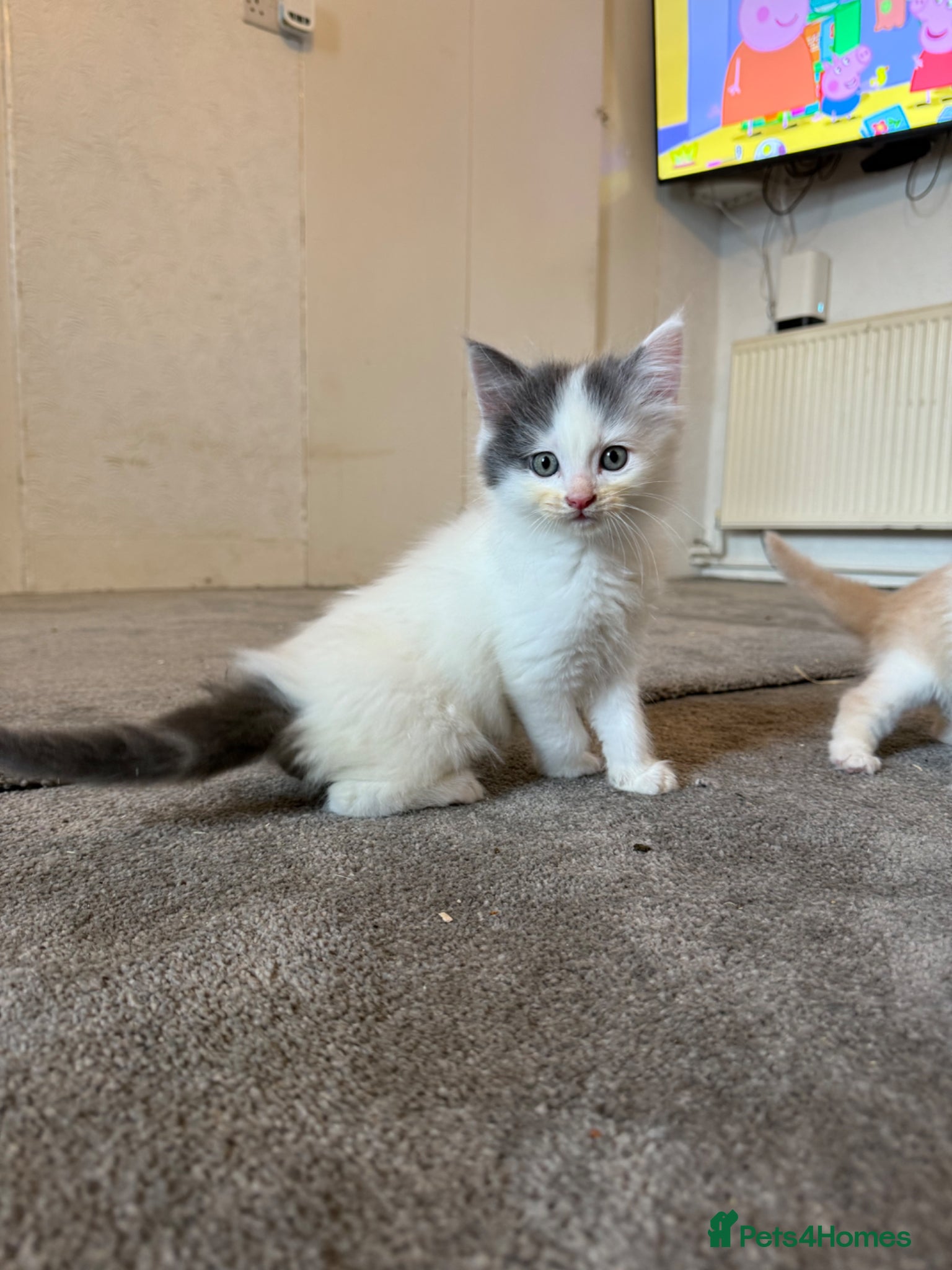 Ragdoll cats for sale: Half Ragdoll Kittens - Advert 4