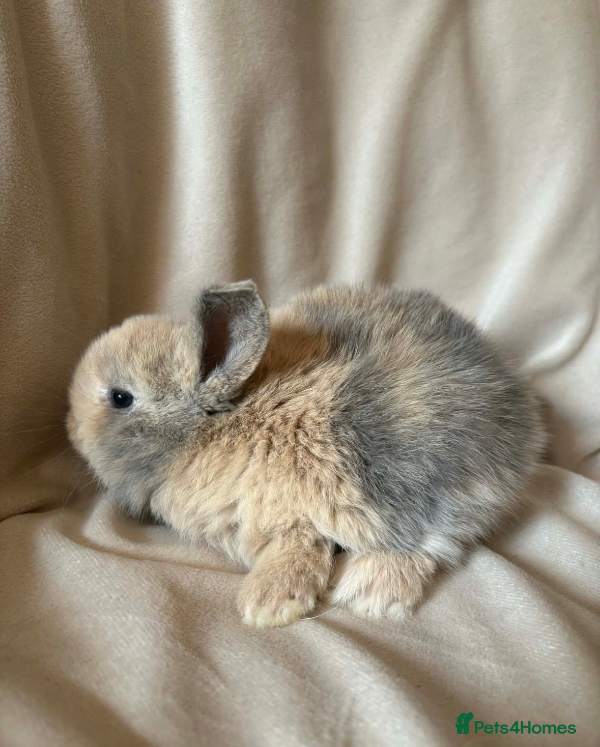 Mini Lop rabbits Mini lop baby rabbits  - Advert 2