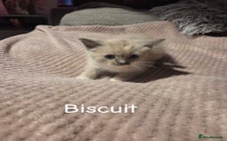 Ragdoll cats for sale: Beautiful Ragdoll Kittens - Image 16