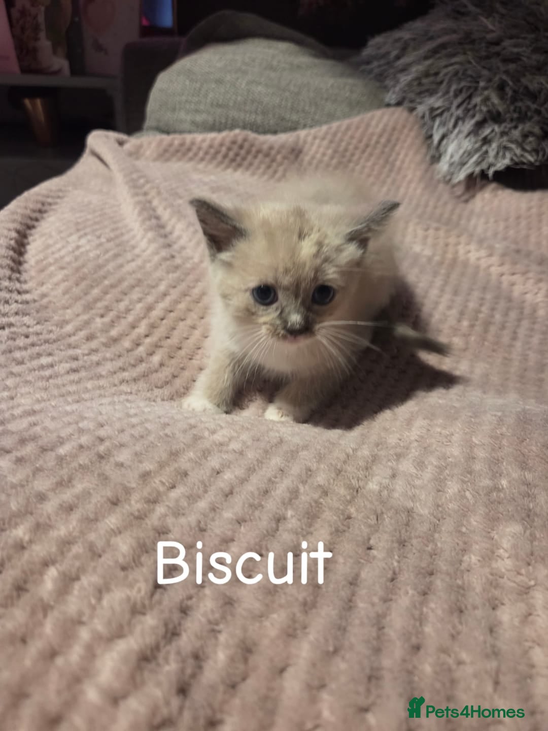 Ragdoll cats for sale: Beautiful Ragdoll Kittens - Image 16