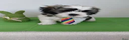 Shih Tzu dogs for sale: Beautiful Shih Tzu Puppies 💛💚❤️🩷 - Advert 22