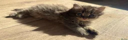 Mixed Breed cats for sale: 1 GREY KITTEN LEFT FOR SALE  - Advert 16