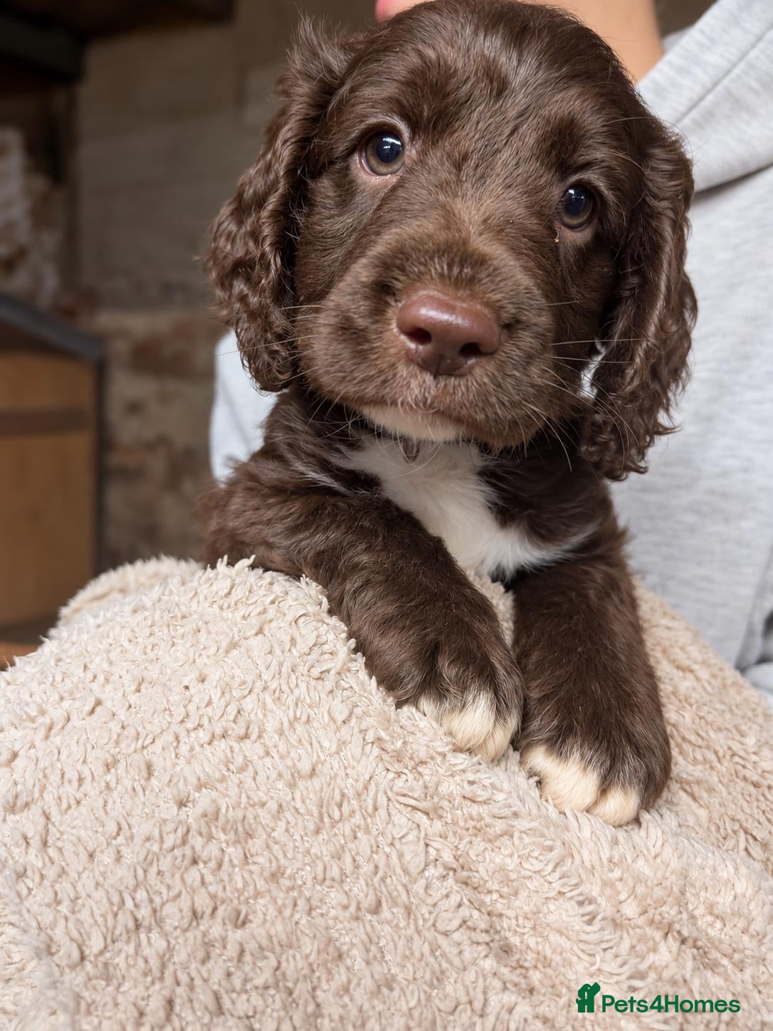 Mixed Breed dogs Beautiful Sproodle Puppies - Advert 3