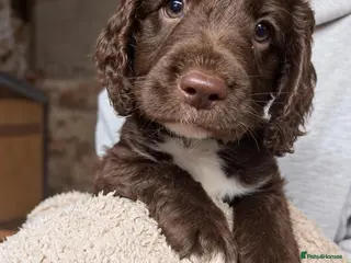 Mixed Breed dogs Beautiful Sproodle Puppies - Advert 3