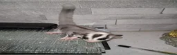 Sugar Glider rodents for sale: Stunning sugar gliders  - Advert 15