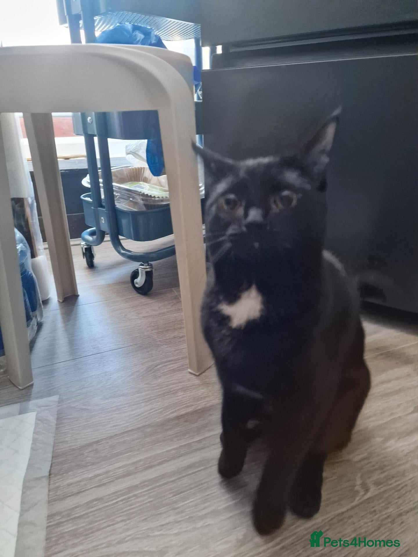 Domestic Shorthair cats Cat for free - Advert 1