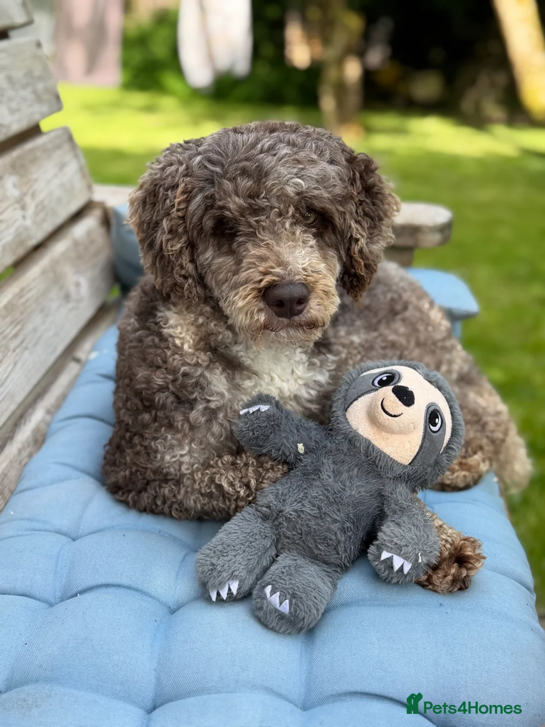 Labradoodle dogs for stud: Miniature Poodle Stud Dog DNA Tested Somerset - Advert 2