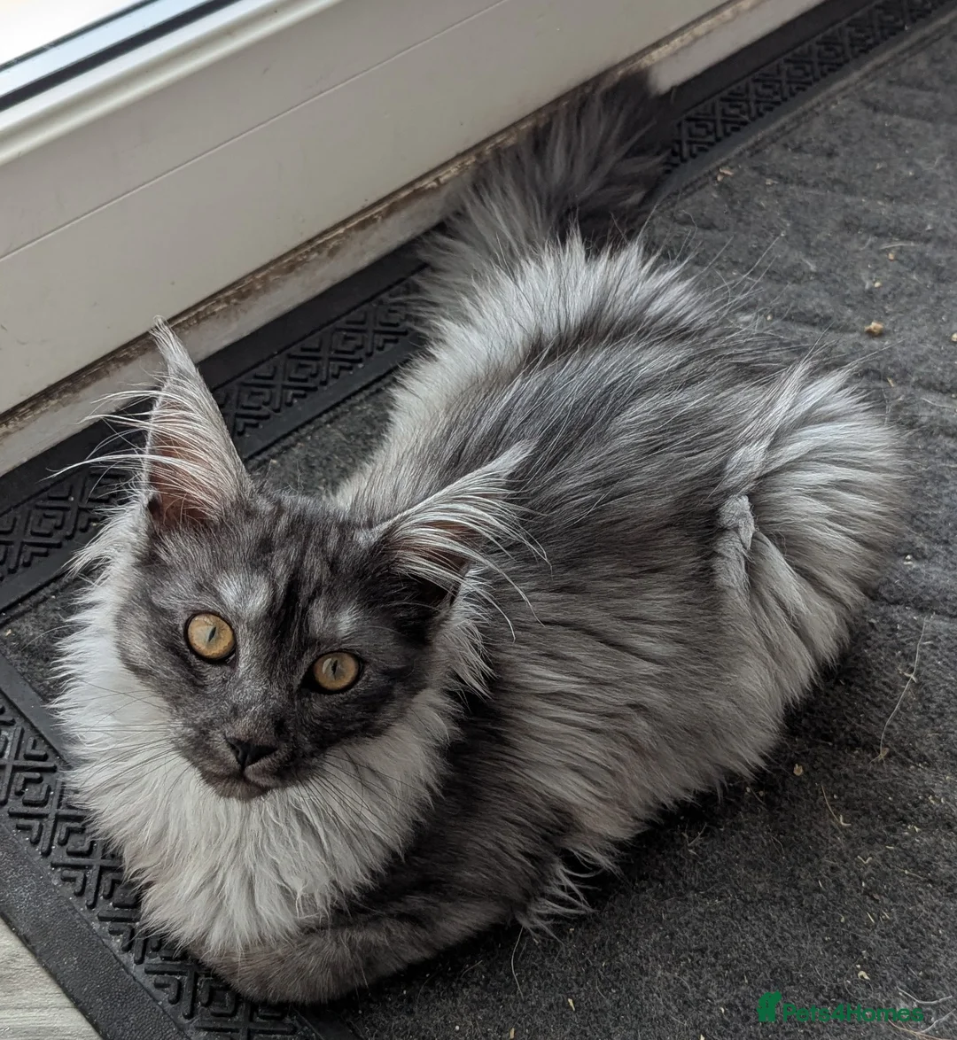 Maine Coon cats for sale: 2 x Purebred Maine Coone Females - Advert 8