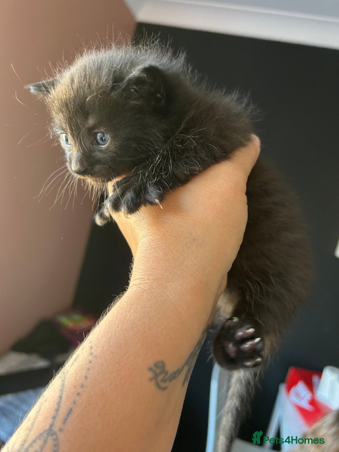 Mixed Breed cats for sale: Part Siamese kittens for sale - Image 5