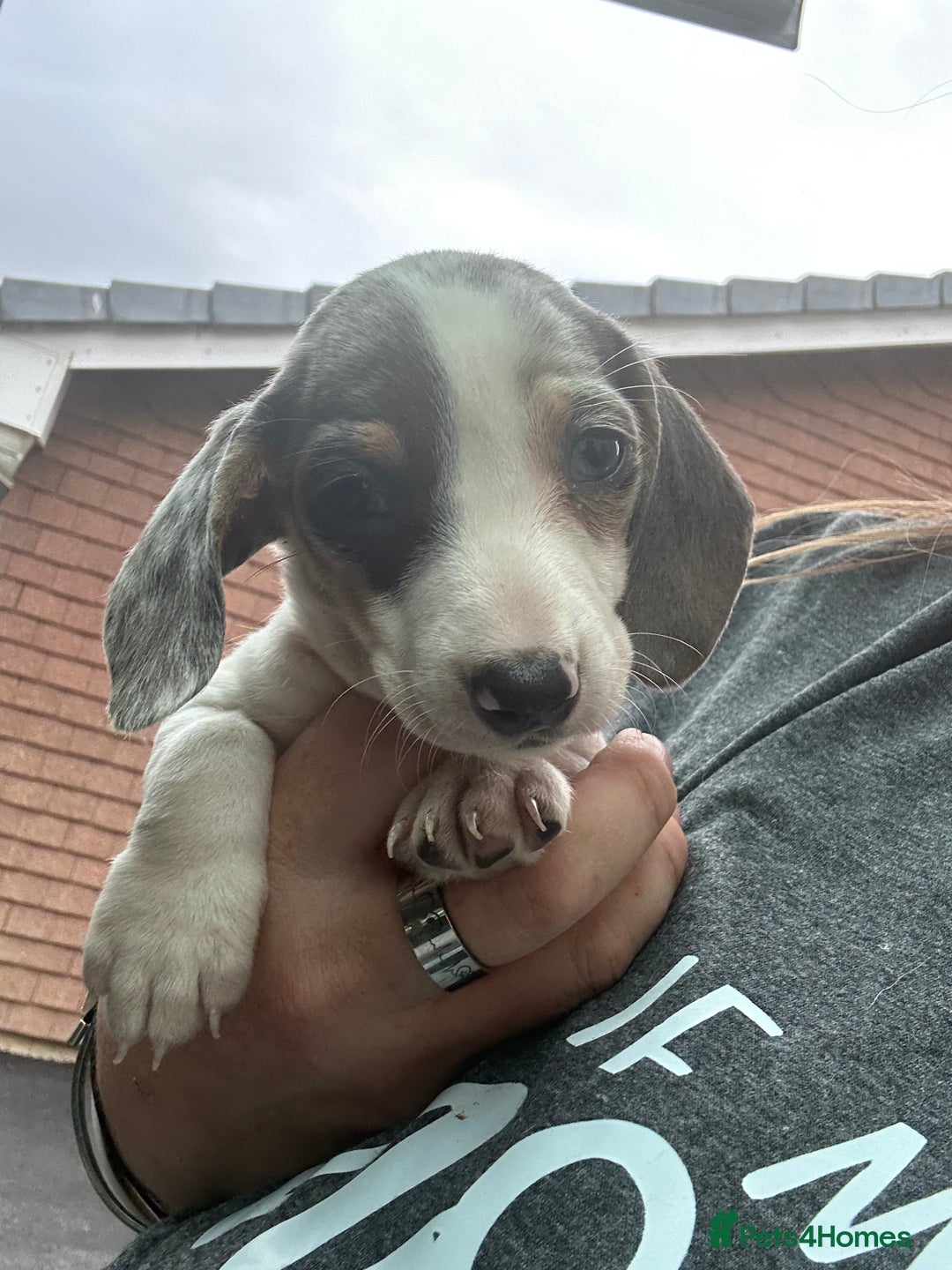Miniature Dachshund dogs for sale: Miniature dachshund female - Image 7