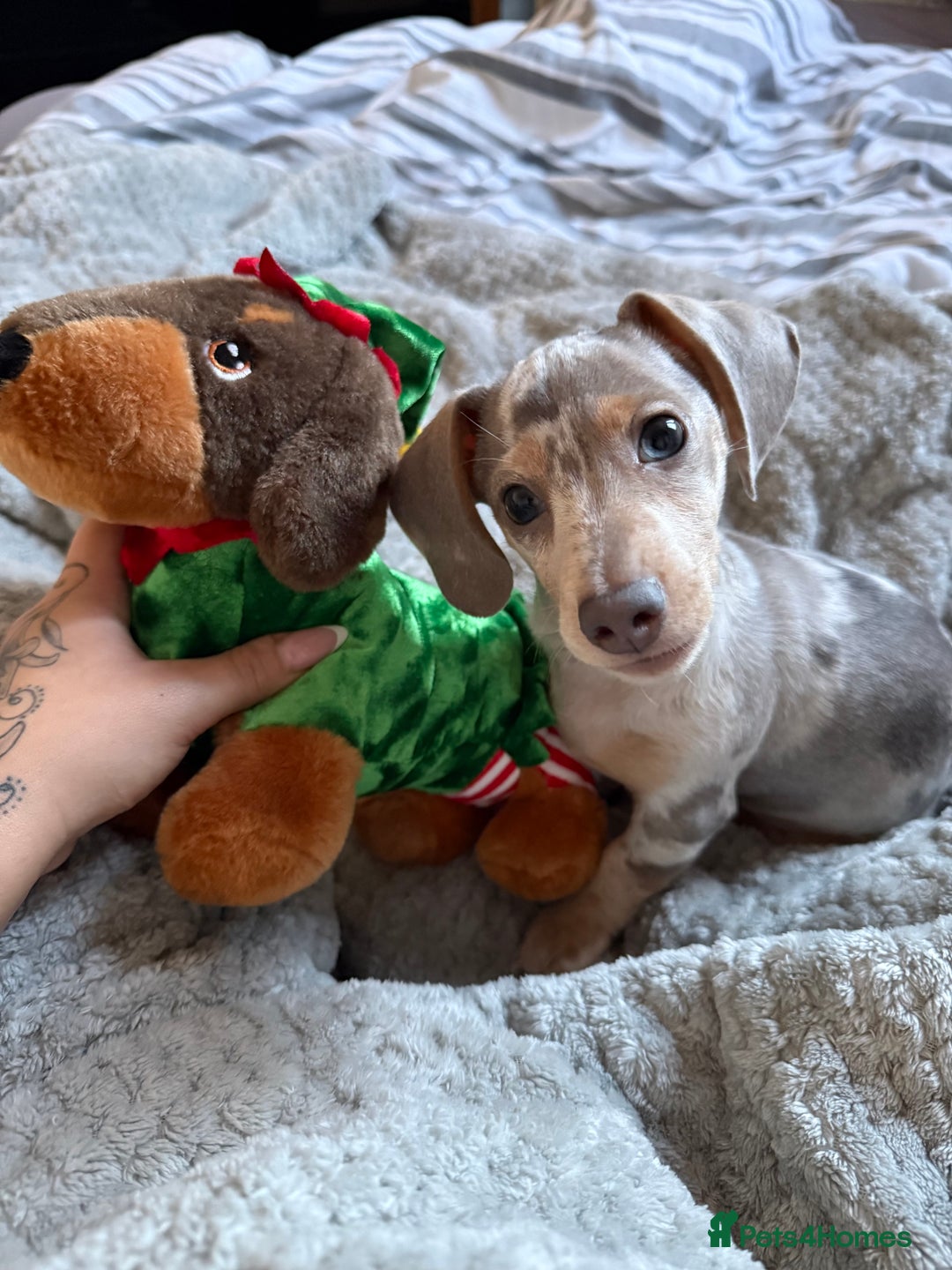 Miniature Dachshund dogs for sale: Miniature dachshund - Advert 3