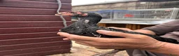 Chickens poultry for sale: Imported Pure parrot beak x German shamos  in Rochdale - Advert 7