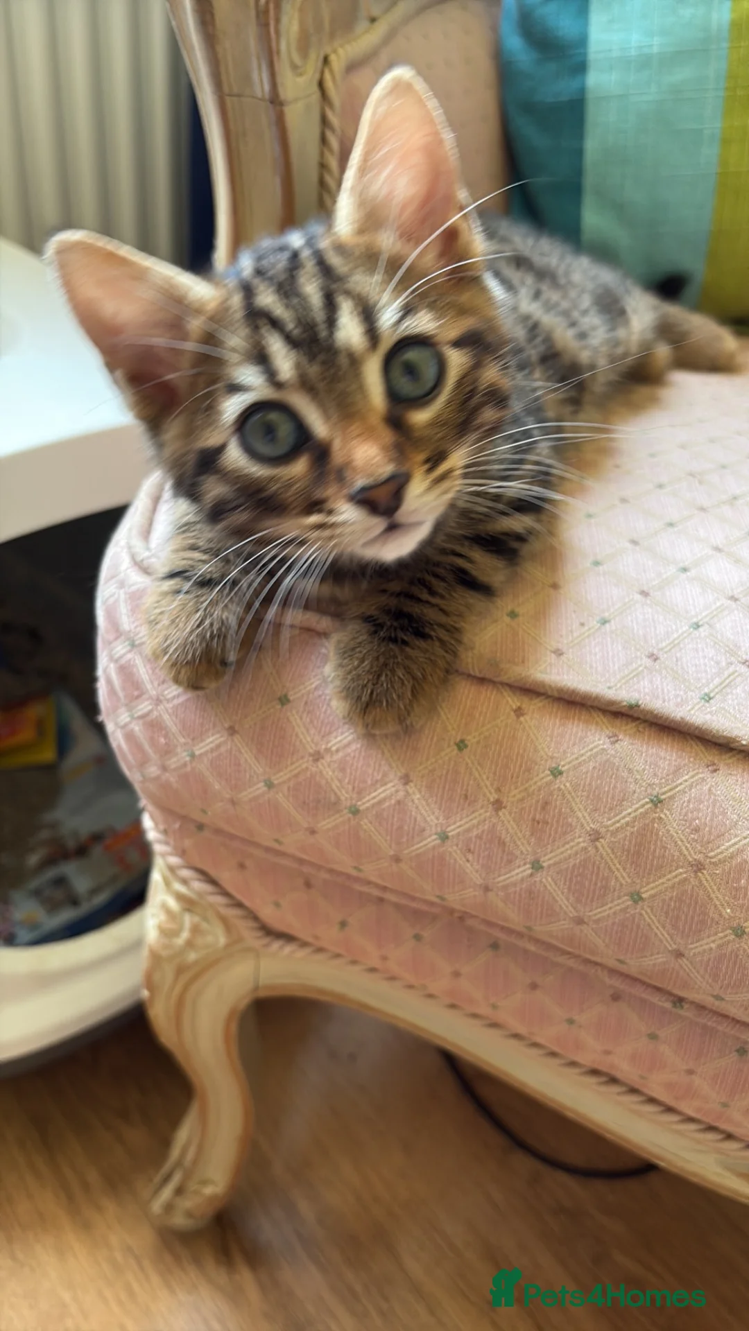 Mixed Breed cats for sale: Bengal/domestic long haired in Tring - Advert 5