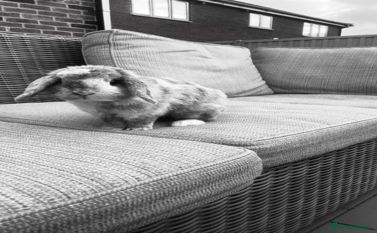 Mini Lop rabbits - Advert 1