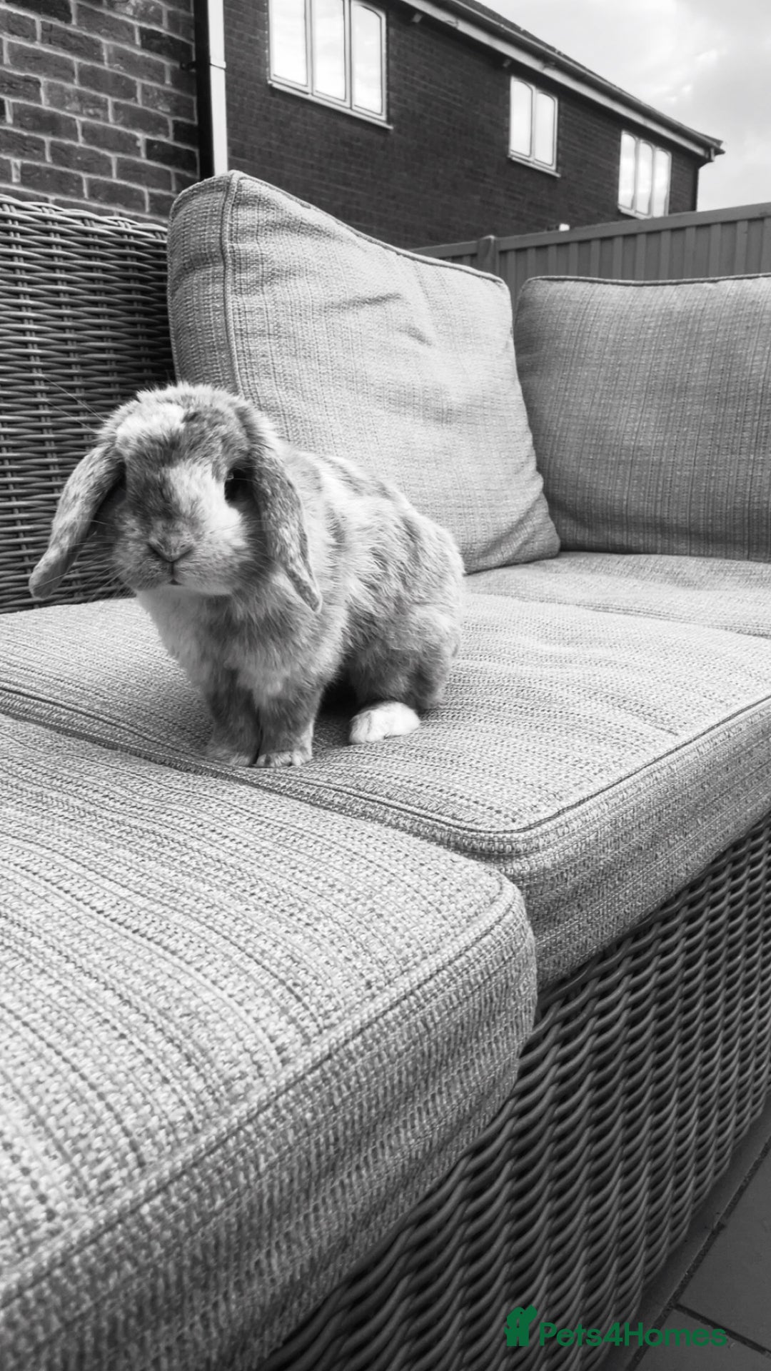Mini Lop rabbits for sale: adorable bunny rehoming 🤞🏼 - Image 1