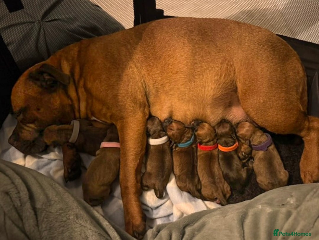 Staffordshire Bull Terrier dogs for stud: 🥨 Top Quality Red SBT Stud 🥨 - Image 13