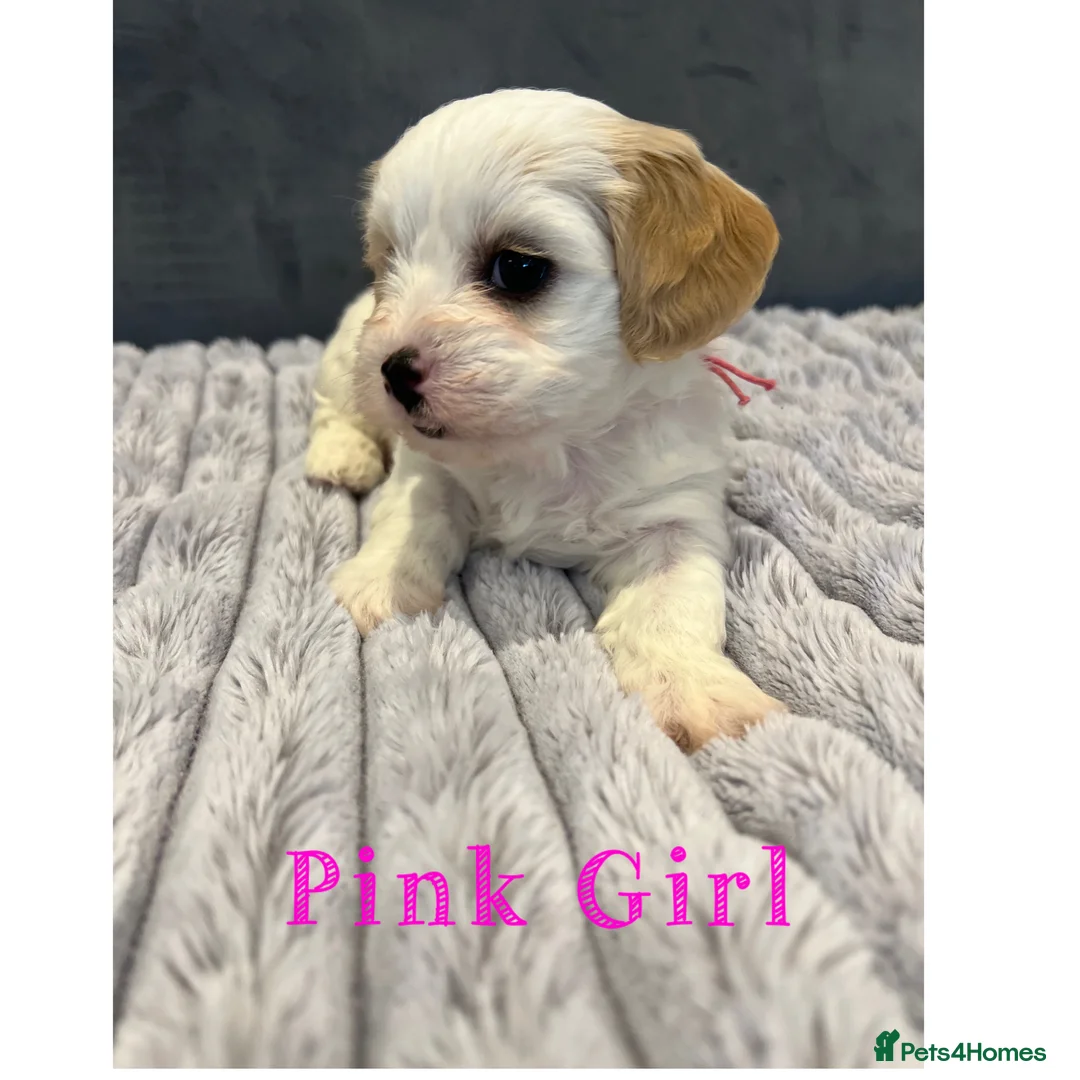 Cavachon dogs for sale: 🐶 Adorable Cavachon Puppies for Sale! 🐾 - Advert 17