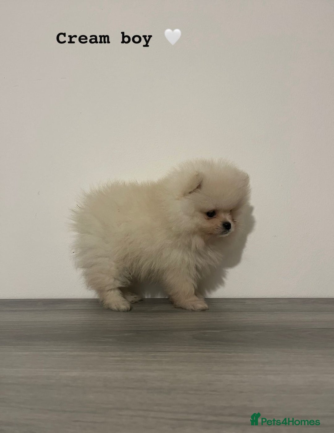 Pomeranian dogs for sale: Pomeranian puppies - Image 9