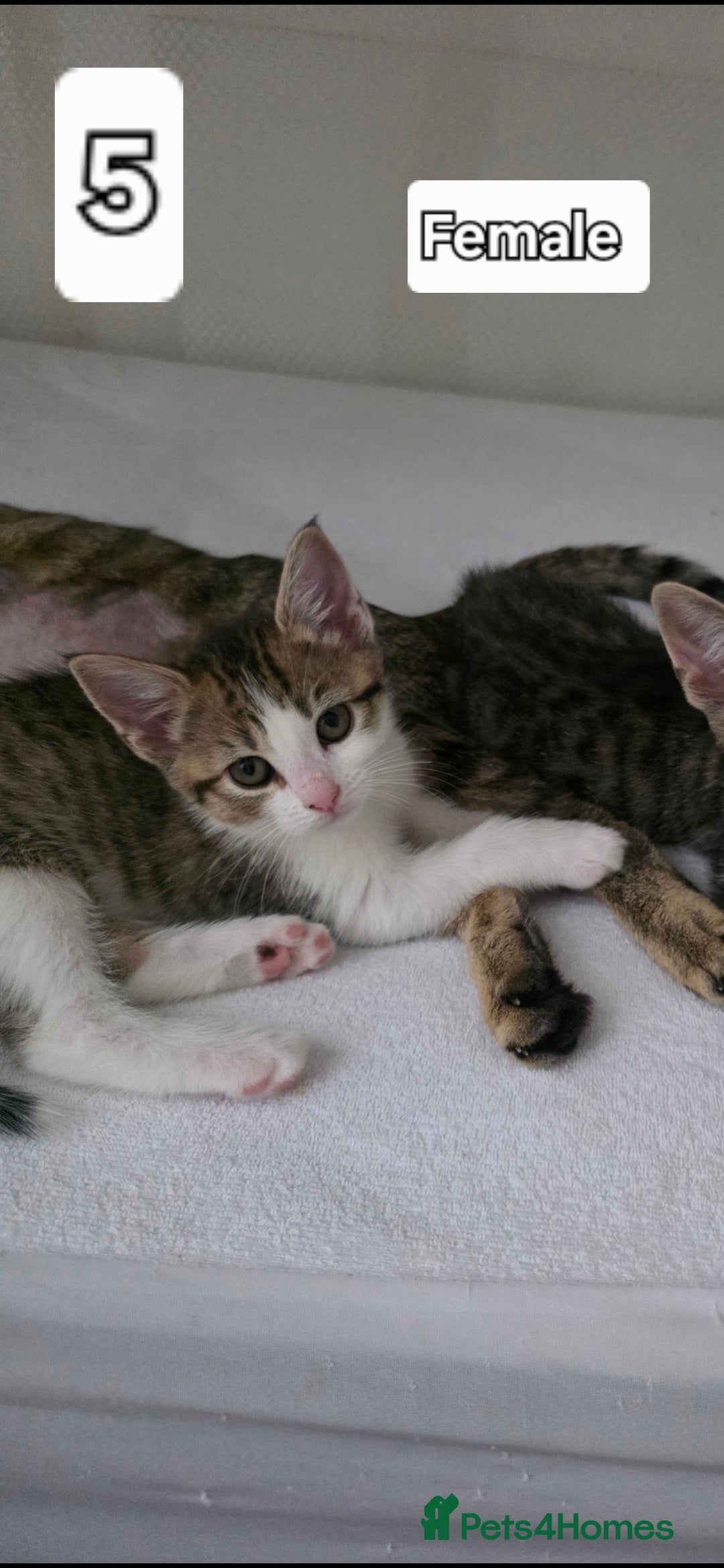 Mixed Breed cats Only 1 and 5 still looking for new homes.  - Advert 17