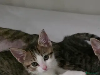 Mixed Breed cats Only 1 and 5 still looking for new homes. - Advert 17