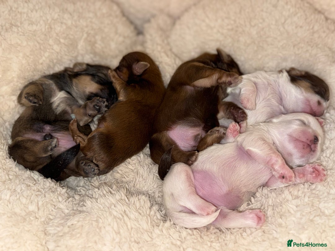 Shih Tzu dogs for sale: Shih tzu  - Advert 6