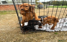Cocker Spaniel dogs for sale: Working cocker spaniel - champion bloodlines  - Image 15