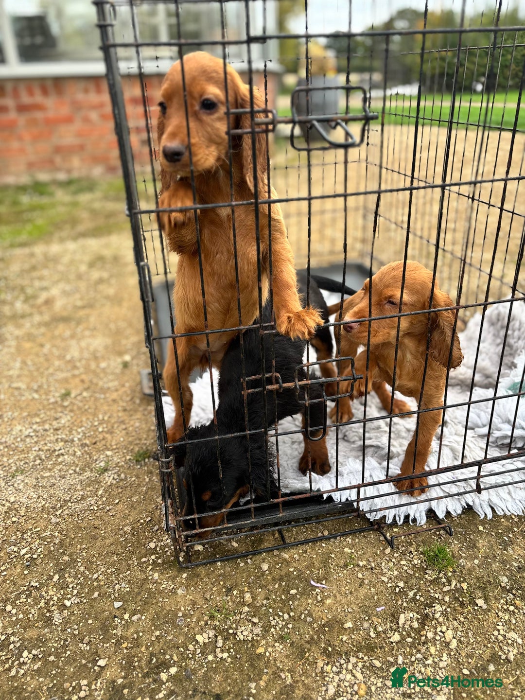 Cocker Spaniel dogs for sale: Working cocker spaniel - champion bloodlines  - Image 15