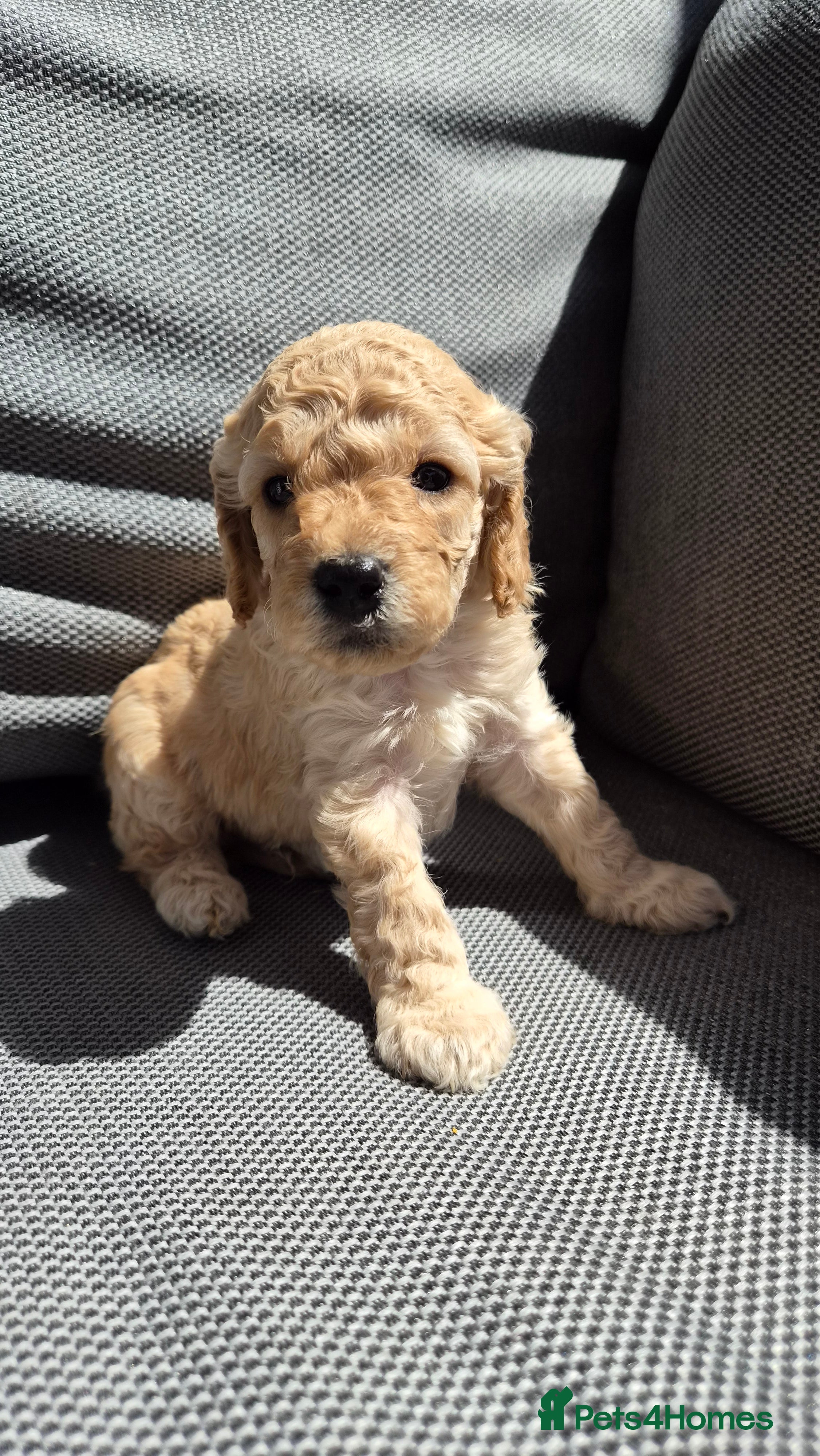 Cockapoo dogs Gorgeous Cockapoo Puppies Available forReservation - Advert 2