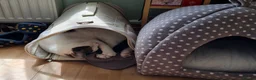 Mixed Breed cats for sale: Chappie 6yrs  - Advert 6