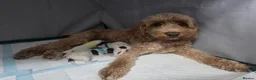Cockapoo dogs for sale: Beautiful Cockapoo Puppies (5 Boys, 1 Girl) in Doncaster - Advert 3