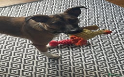 Mixed Breed dogs for sale: Pepper  - Advert 3