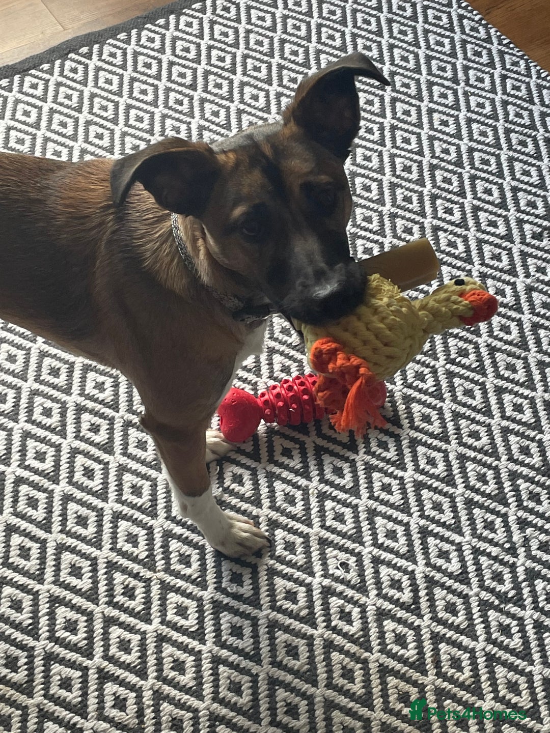 Mixed Breed dogs for sale: Pepper  - Advert 3